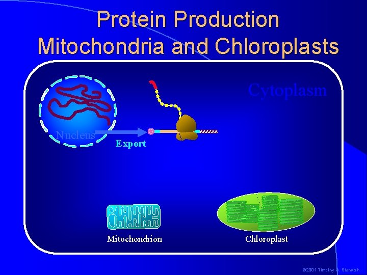 Protein Production Mitochondria and Chloroplasts Cytoplasm Nucleus G AAAAAA Export Mitochondrion Chloroplast © 2001