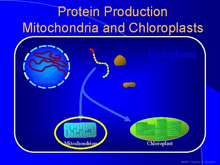 Protein Production Mitochondria and Chloroplasts Cytoplasm Nucleus Mitochondrion Chloroplast © 2001 Timothy G. Standish