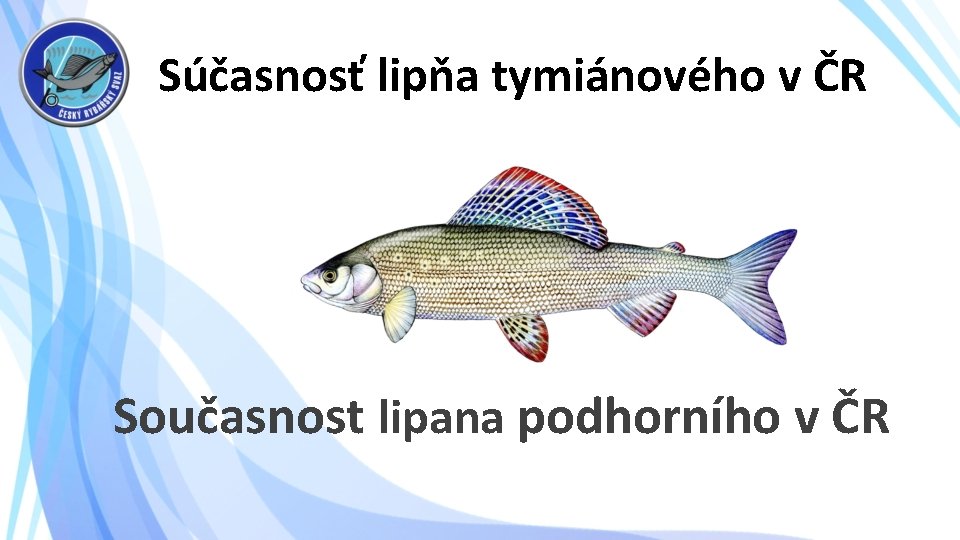 Súčasnosť lipňa tymiánového v ČR Současnost lipana podhorního v ČR 