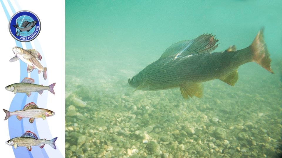 Faktory negativně ovlivňující populaci lipana podhorního III. Podvody se zarybňováním Chybí generační ryba Produkce