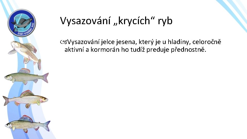 Vysazování „krycích“ ryb Vysazování jelce jesena, který je u hladiny, celoročně aktivní a kormorán