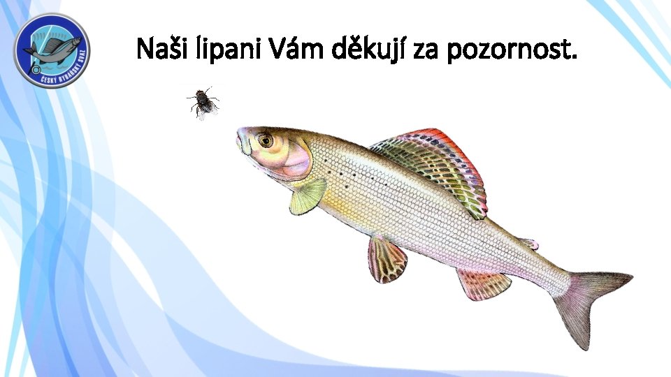 Naši lipani Vám děkují za pozornost. 