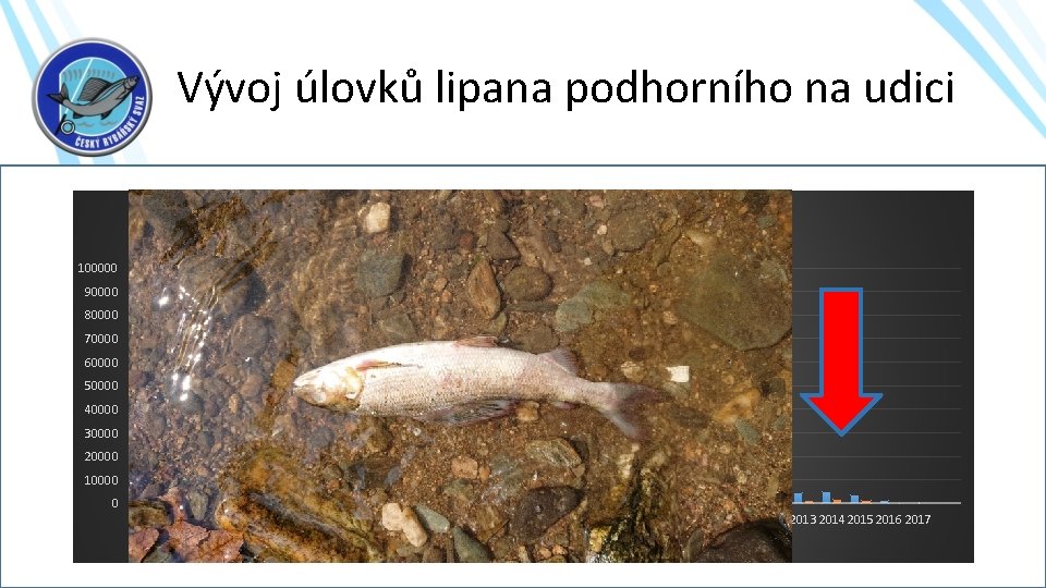 Vývoj úlovků lipana podhorního na udici Úlovky lipana podhorního v létech 1990 – 2017,