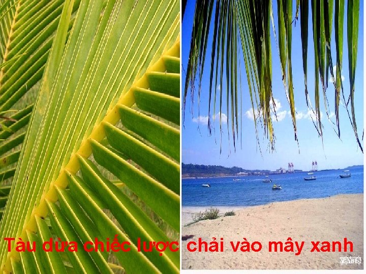 Tàu dừa chiếc lược chải vào mây xanh 