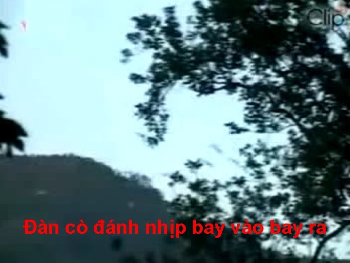 Đàn cò đánh nhịp bay vào bay ra 