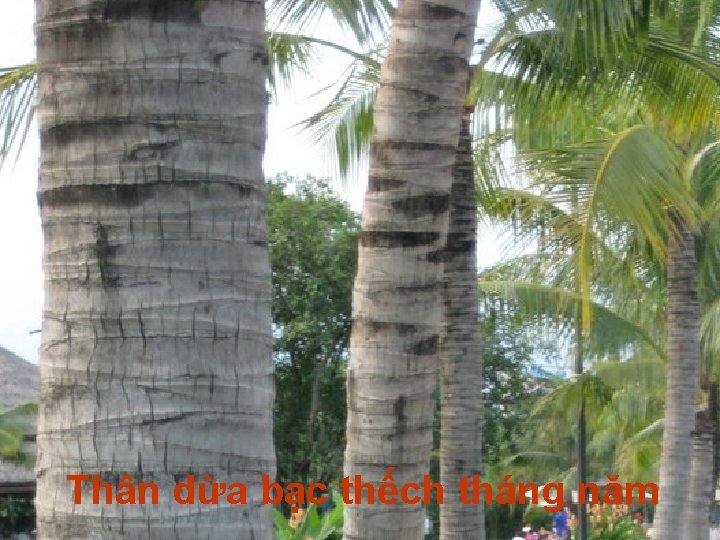 Thân dừa bạc thếch tháng năm 