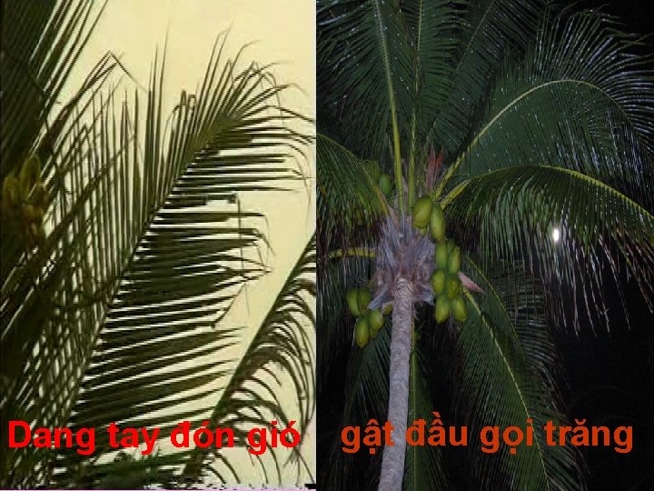 Dang tay đón gió gật đầu gọi trăng 
