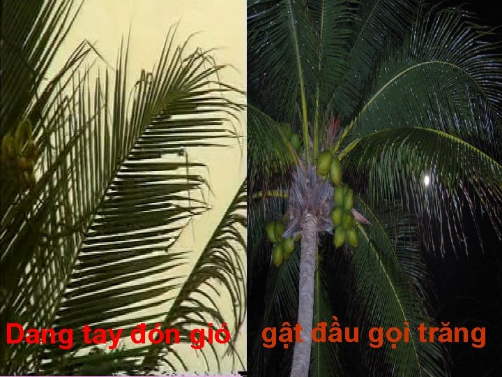 Dang tay đón gió gật đầu gọi trăng 