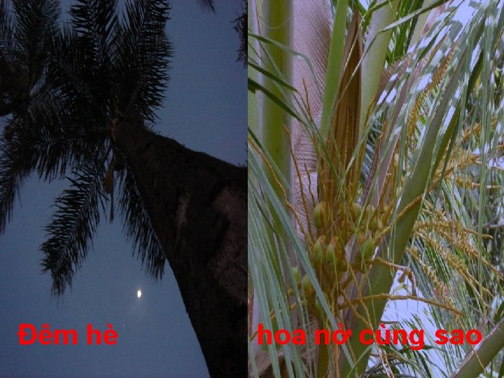 Đêm hè hoa nở cùng sao 