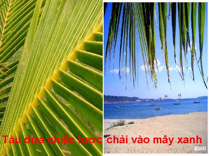 Tàu dừa chiếc lược chải vào mây xanh 