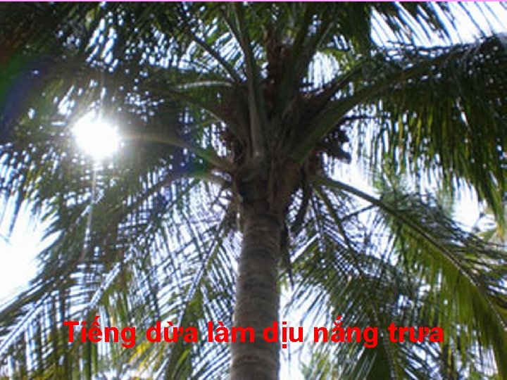 Tiếng dừa làm dịu nắng trưa 