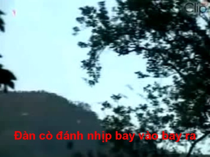 Đàn cò đánh nhịp bay vào bay ra 