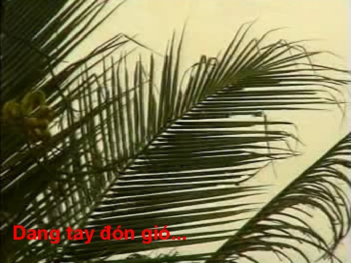 Dang tay đón gió. . . 