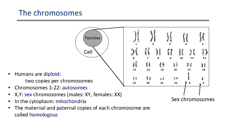 The chromosomes Nucleus Cell • Humans are diploid: two copies per chromosomes • Chromosomes