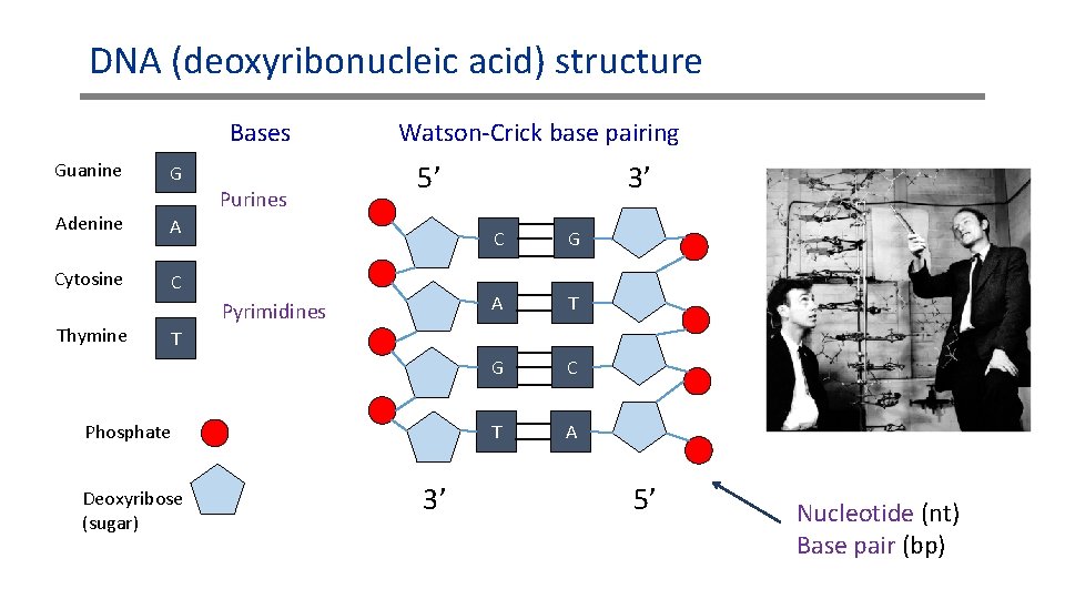 DNA (deoxyribonucleic acid) structure Bases Guanine G Purines Adenine A Cytosine C Thymine Watson-Crick