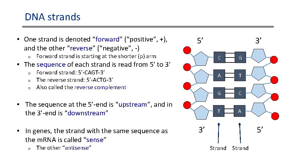 DNA strands • One strand is denoted “forward” (“positive”, +), and the other “reverse”