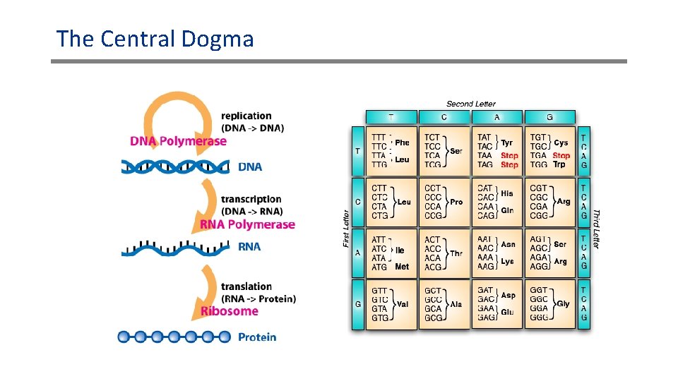 The Central Dogma 