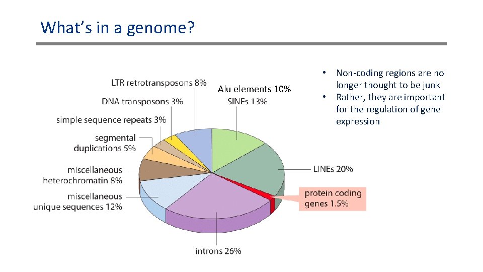 What’s in a genome? Alu elements 10% • Non-coding regions are no longer thought