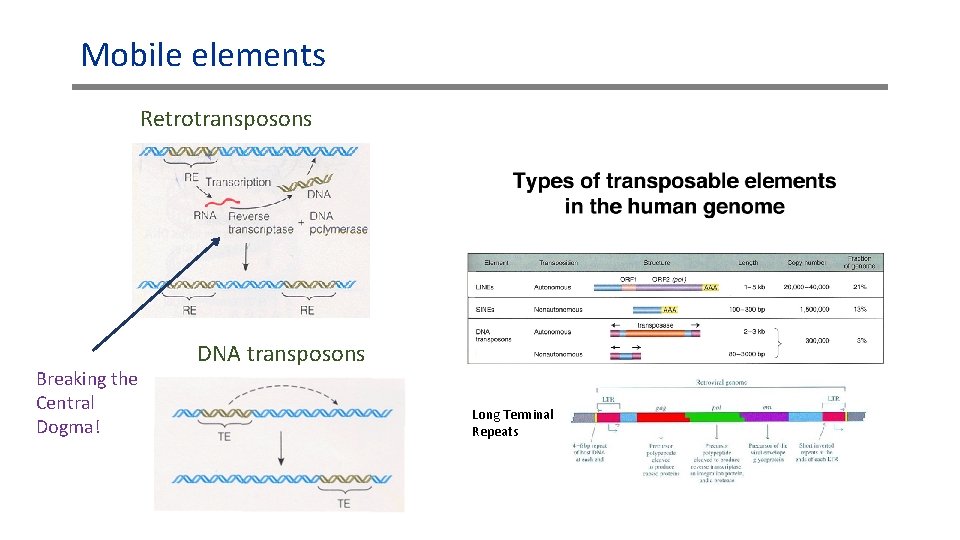 Mobile elements Retrotransposons Breaking the Central Dogma! DNA transposons Long Terminal Repeats 