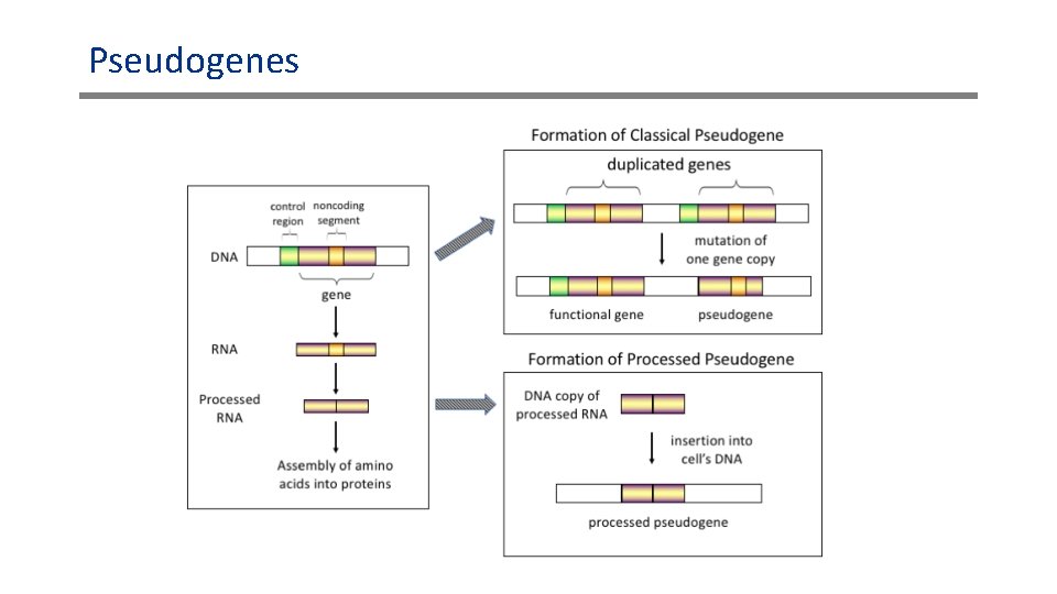 Pseudogenes 