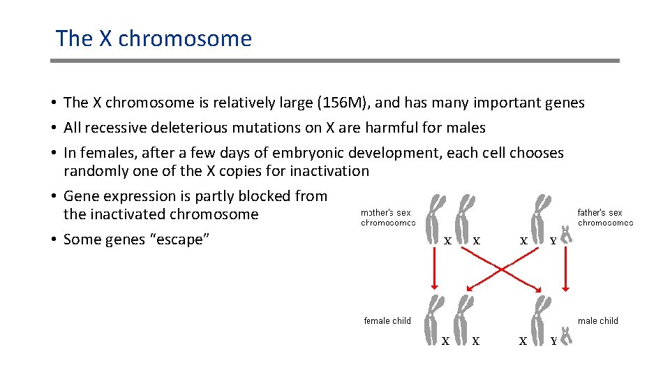 The X chromosome • The X chromosome is relatively large (156 M), and has