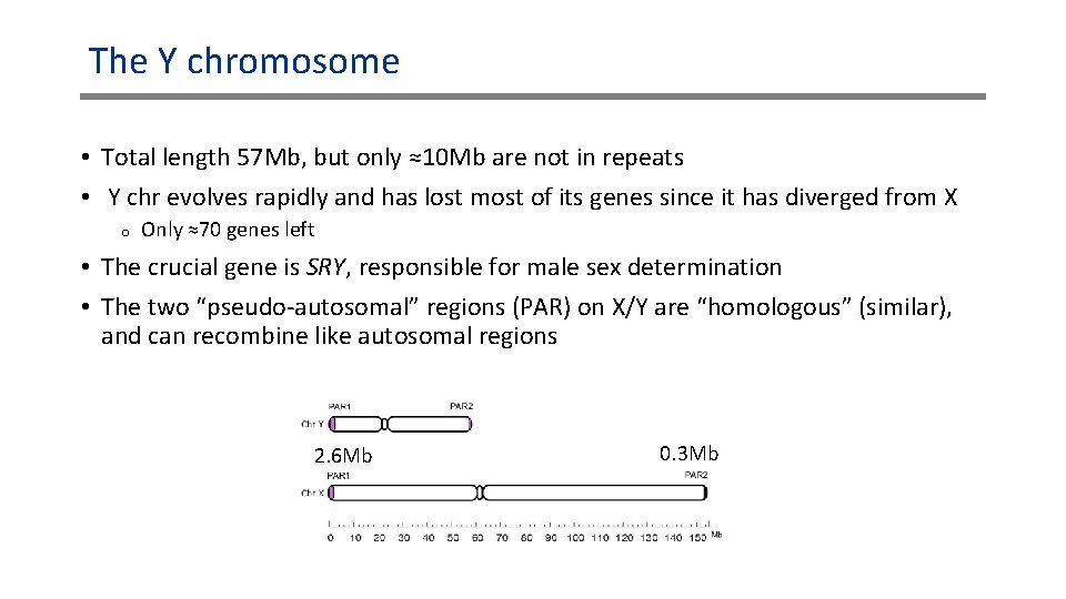 The Y chromosome • Total length 57 Mb, but only ≈10 Mb are not