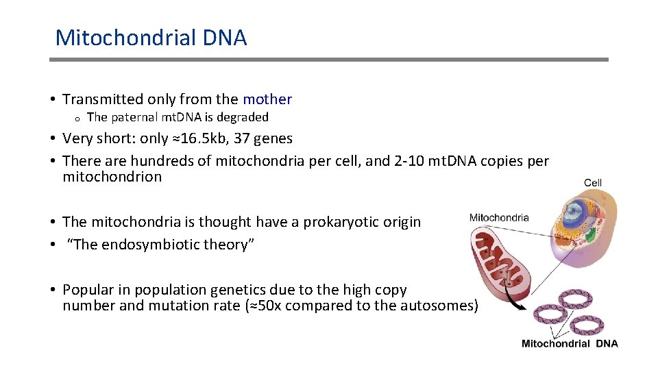 Mitochondrial DNA • Transmitted only from the mother o The paternal mt. DNA is