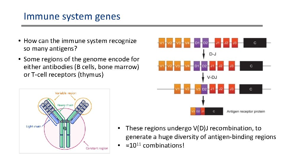 Immune system genes • How can the immune system recognize so many antigens? •