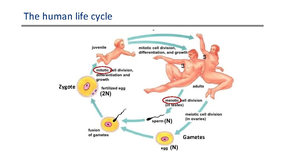 The human life cycle Zygote Gametes 