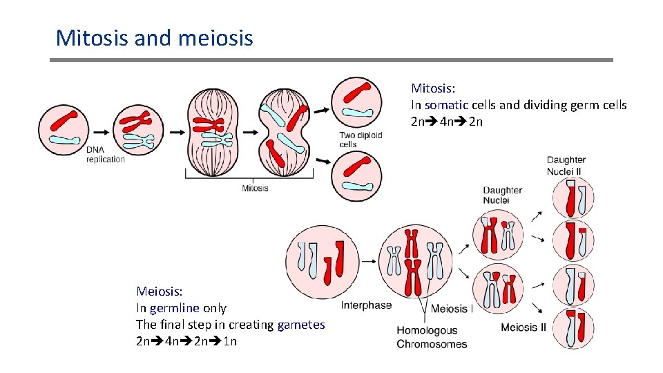 Mitosis and meiosis Mitosis: In somatic cells and dividing germ cells 2 n 4
