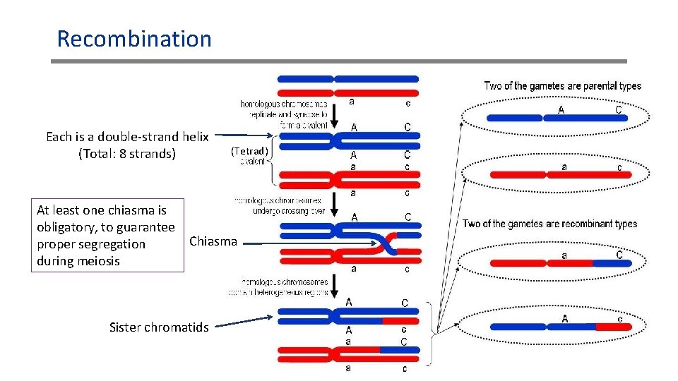 Recombination Each is a double-strand helix (Total: 8 strands) (Tetrad) At least one chiasma