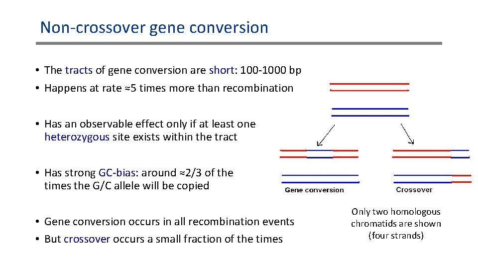 Non-crossover gene conversion • The tracts of gene conversion are short: 100 -1000 bp