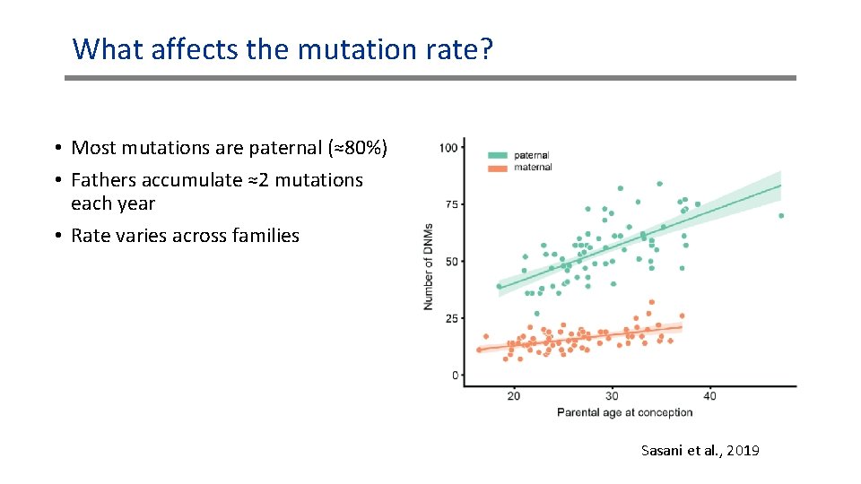 What affects the mutation rate? • Most mutations are paternal (≈80%) • Fathers accumulate