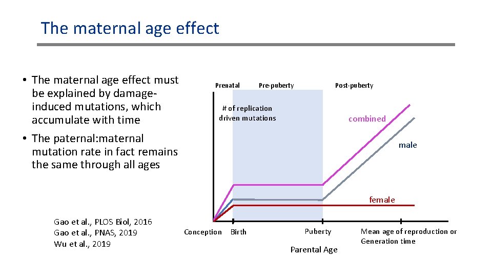 The maternal age effect • The maternal age effect must be explained by damageinduced