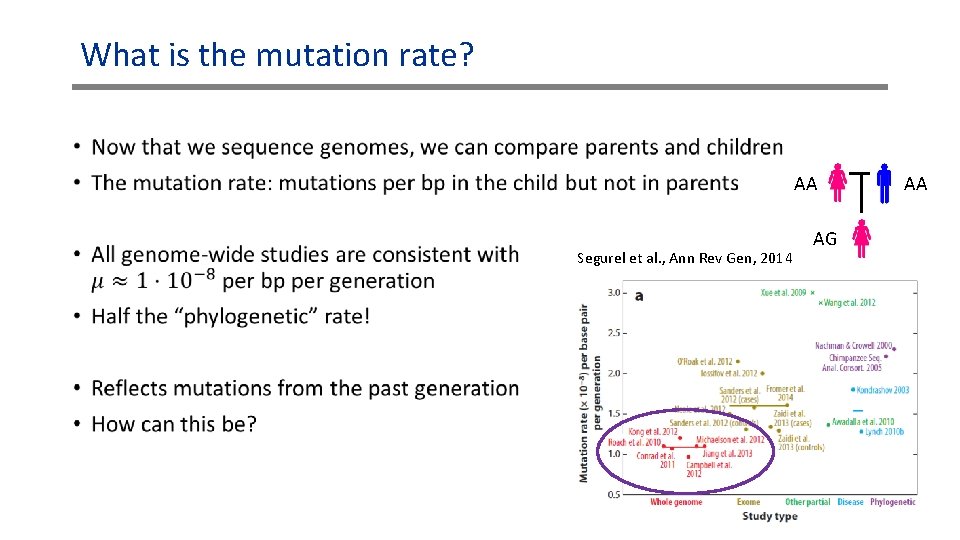 What is the mutation rate? • AA Segurel et al. , Ann Rev Gen,