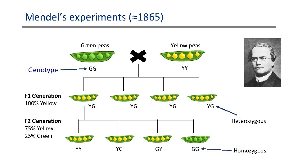 Mendel’s experiments (≈1865) Green peas Yellow peas YY GG Genotype F 1 Generation 100%