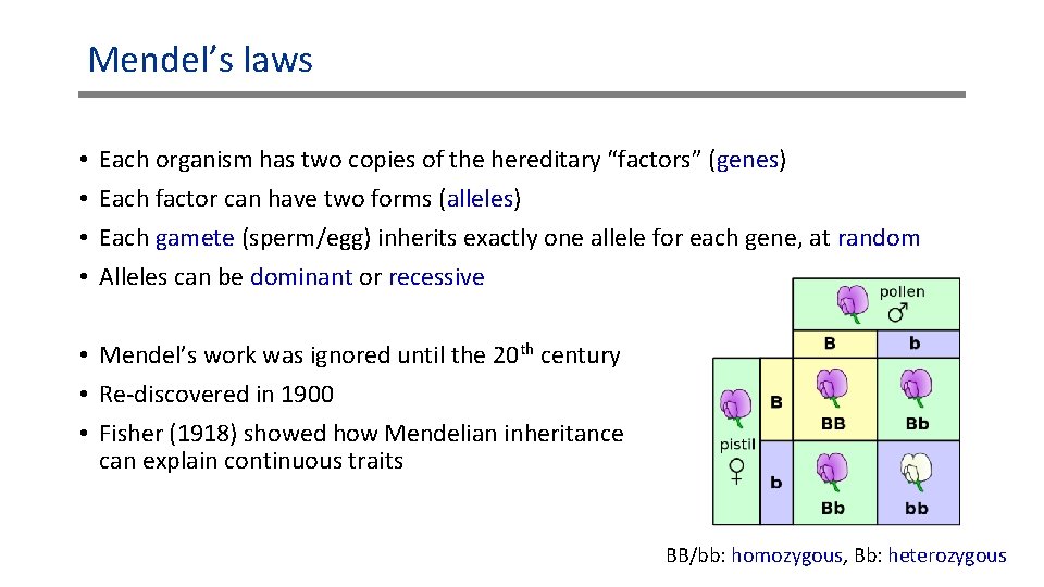 Mendel’s laws • • Each organism has two copies of the hereditary “factors” (genes)