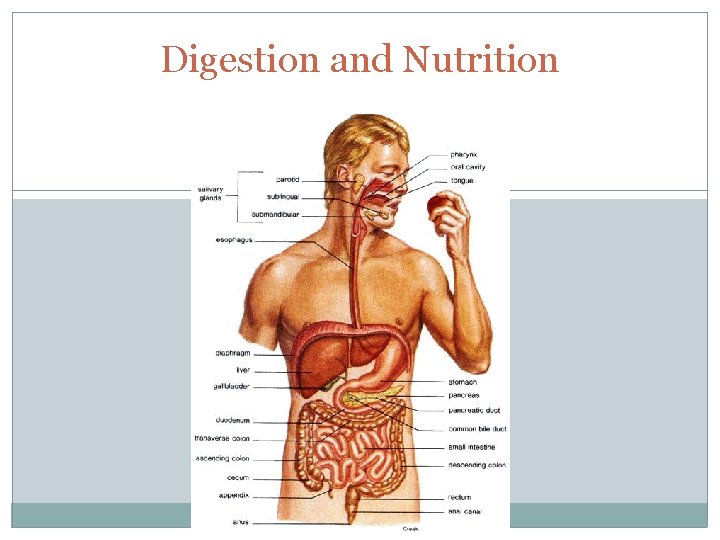 Digestion and Nutrition 