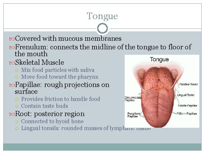 Tongue Covered with mucous membranes Frenulum: connects the midline of the tongue to floor