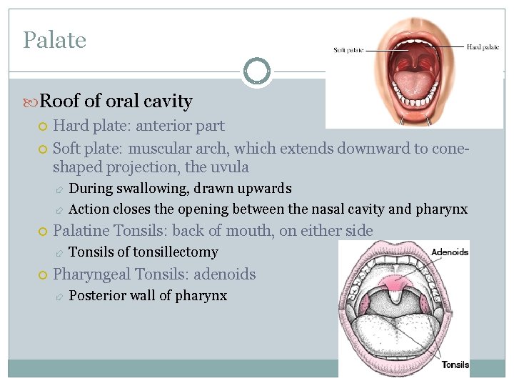 Palate Roof of oral cavity Hard plate: anterior part Soft plate: muscular arch, which