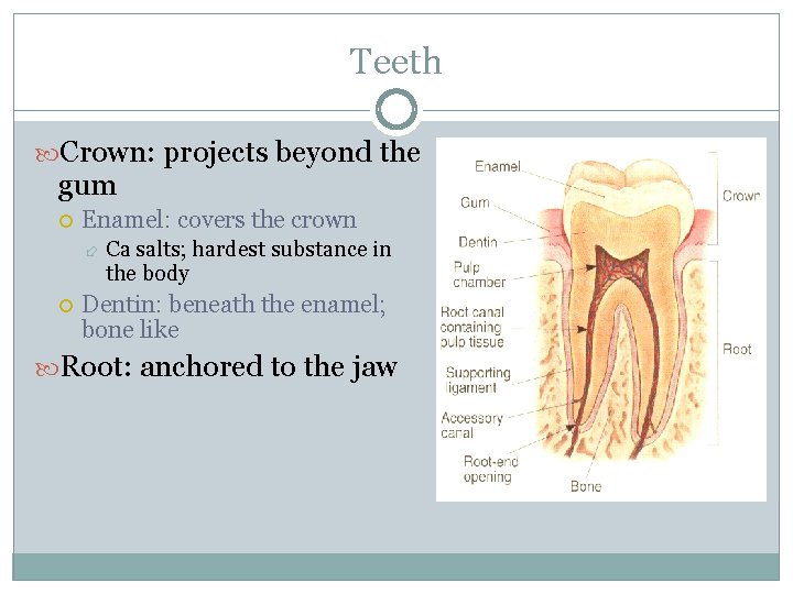Teeth Crown: projects beyond the gum Enamel: covers the crown Ca salts; hardest substance