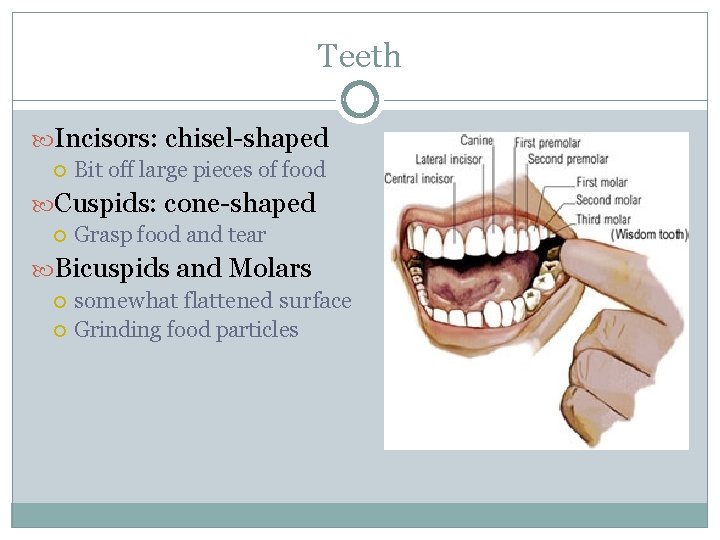 Teeth Incisors: chisel-shaped Bit off large pieces of food Cuspids: cone-shaped Grasp food and