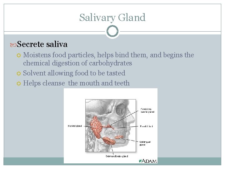 Salivary Gland Secrete saliva Moistens food particles, helps bind them, and begins the chemical