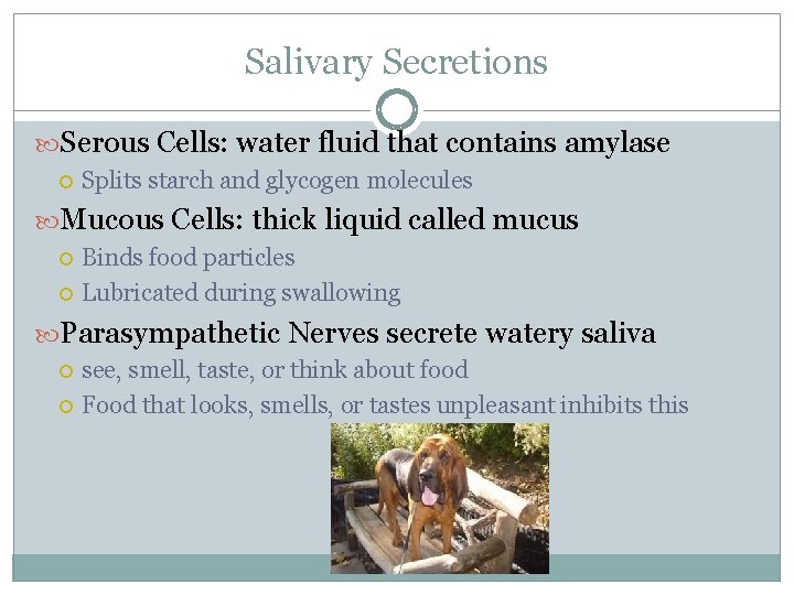 Salivary Secretions Serous Cells: water fluid that contains amylase Splits starch and glycogen molecules