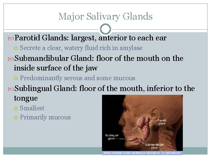 Major Salivary Glands Parotid Glands: largest, anterior to each ear Secrete a clear, watery