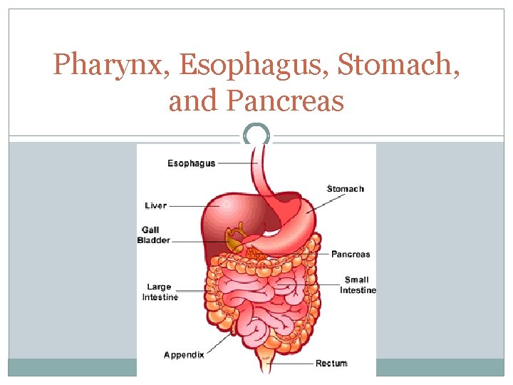 Pharynx, Esophagus, Stomach, and Pancreas 