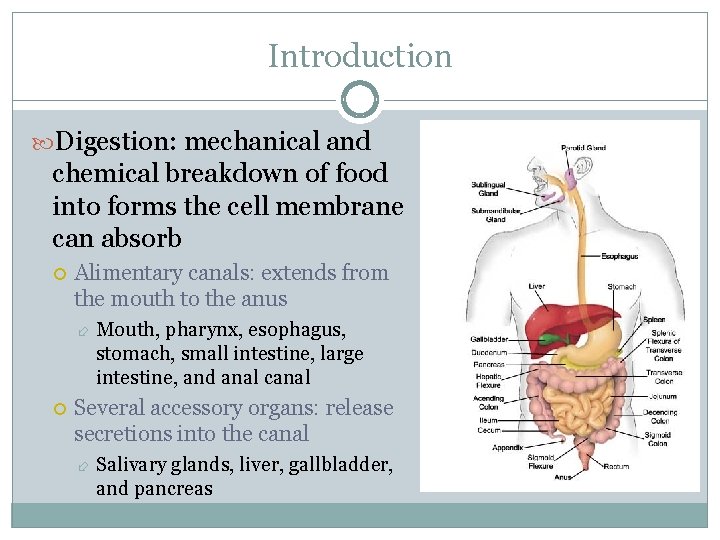 Introduction Digestion: mechanical and chemical breakdown of food into forms the cell membrane can
