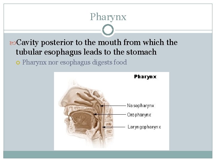 Pharynx Cavity posterior to the mouth from which the tubular esophagus leads to the