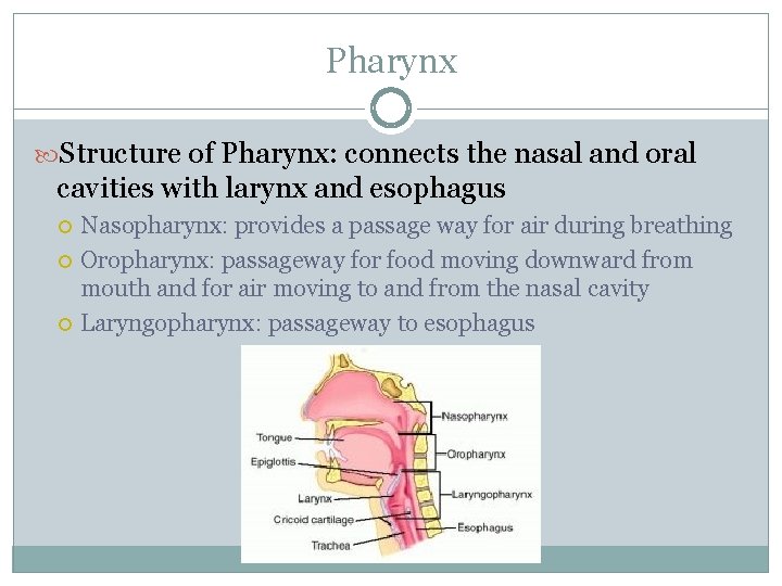 Pharynx Structure of Pharynx: connects the nasal and oral cavities with larynx and esophagus