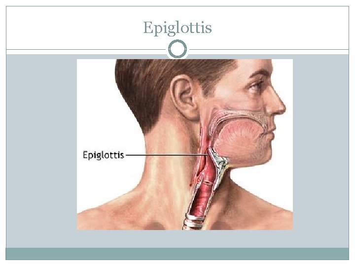 Epiglottis 